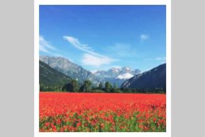 Appartements L'edelweis : photos des chambres