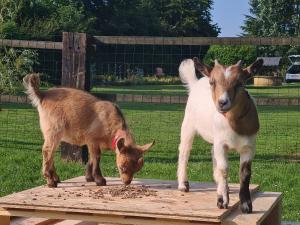 Maisons de vacances Gite le Manege Normand : photos des chambres