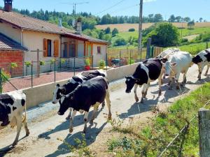 Maisons de vacances Gite Saint-Marcel-d'Urfe, 4 pieces, 5 personnes - FR-1-496-235 : photos des chambres