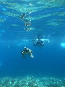 New Open!!! BRIDGE 小浜島