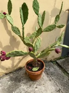 Momy House - 皮亚韦河畔圣多纳