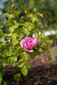 Equiliber Reitkunstzentrum Burgenland