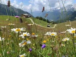 Appartament Anna 4 - Predoi