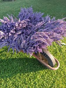 Ubytování Levandule