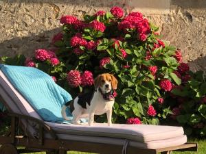 Maisons de vacances Au Coeur des Vignes : photos des chambres