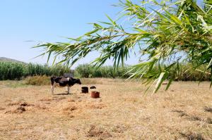 Marili Apartments Studios