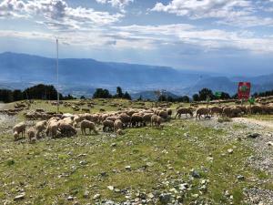 Appartements T2- 4pers- Chamrousse Bachat Bouloud : photos des chambres