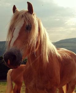 B&B Cà Montemezzano