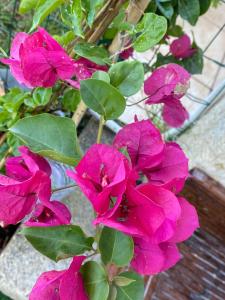 Appartements Les pieds dans l eau de Betty Ghisonaccia plage 50 m : photos des chambres