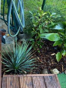 Appartements Les pieds dans l eau de Betty Ghisonaccia plage 50 m : photos des chambres