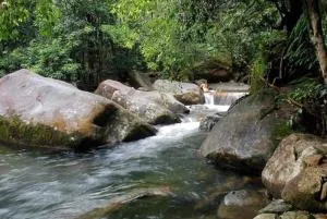 Stonewood Retreat - Daintree