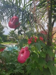 Appartements finca logement entier avec piscine : photos des chambres