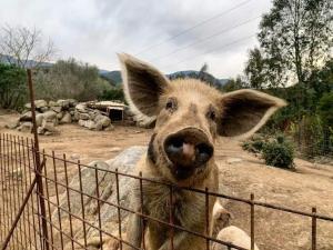 S'Imbragu Farm B&B img5