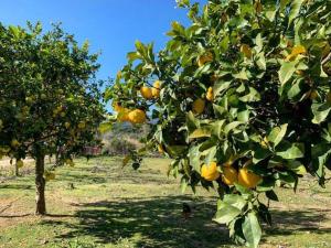 S'Imbragu Farm B&B img68