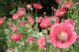 Poncet´sches Herrenhaus