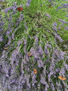 Ubytování Levandule