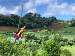 Finca Neblina del Bosque