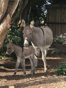 la grange aux hortensias