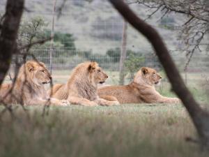 Simbonga Game Reserve & Sanctuary