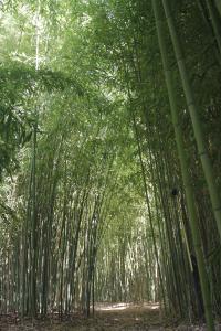Maisons de vacances Gite 12 a 14 personnes au coeur d'une magnifique bambouseraie : photos des chambres