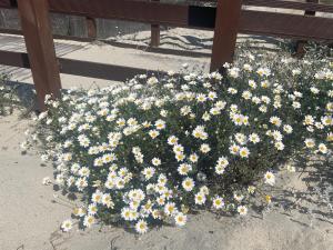 casa vacanze S Apposentu 2 - Posada img24