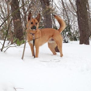 Petit Hotel Kazekozou