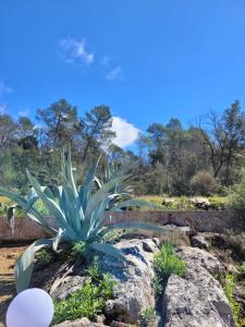 Appartements Villa Agave : photos des chambres