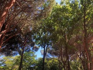 Mobile Home Bravona room in Camping Dolce Vita