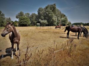 Sejours a la ferme Ferme Equestre Les Coccinelles : photos des chambres