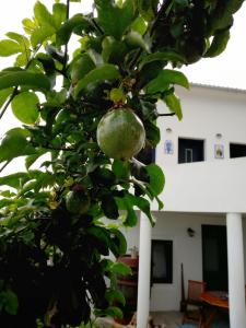 Lazy Lizard by the Ocean