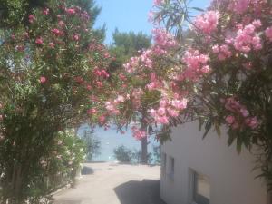 apartmani Milenka 
