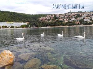 Apartments Zahtila - Pina