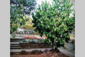 Jazzawanda Forest Retreat