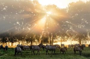 City-Apartment Dülmen