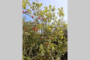 Characterful Cottage adjacent to an Orchard