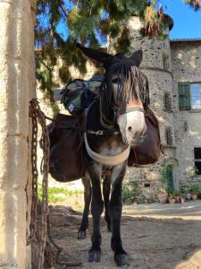 B&B / Chambres d'hotes Chateau Paysan ecolobio de Durianne : photos des chambres