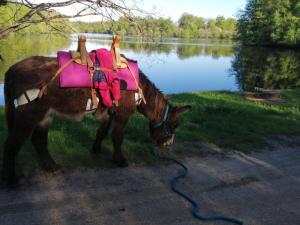 Gîte Les Anes de Medeina