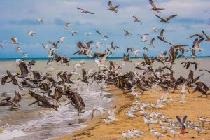 Pelican Beach Resort South Water Caye
