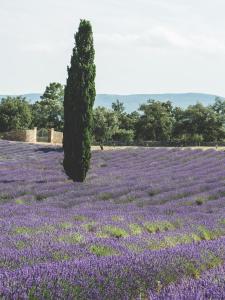Maisons de vacances Villa Pivoine - Chateau La Martinette : photos des chambres