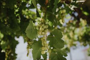 Ruža Apartmani Zadar 