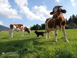 ZALASEK Gospodarstwo Agroturystyczne z Alpakami - Wilczyce ZALASEK Gospodarstwo Agroturystyczne z Alpakami - Wilczyce