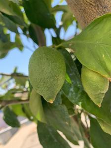 CasaBlanca - Haus am Meer