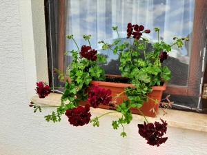 Studio Apartment Ivona & Tin