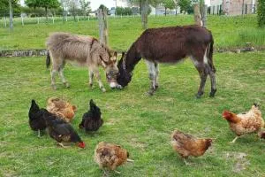 Chaumière du Château d'ô et sa mini ferme ,Gite 21couchages - Sainte-Opportune-du-Bosc