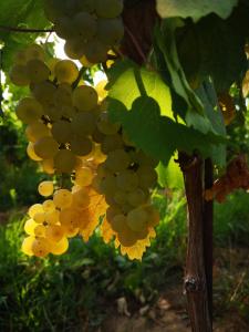 Pizzulin - Wine & Living