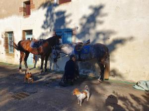 B&B / Chambres d'hotes Ferme equestre Gateau Stables : photos des chambres