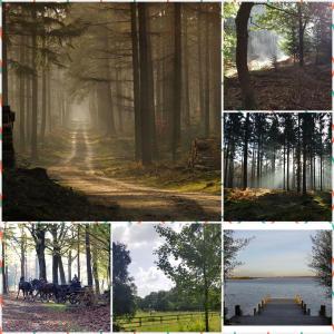 De Blauwe Reiger mooi dubbel chalet in de Veluwse bossen