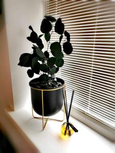 Vyturiai - naujų apartamentų nuoma Šventojoje