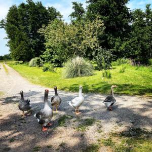 B&B / Chambres d'hotes Moulin de Pras : photos des chambres