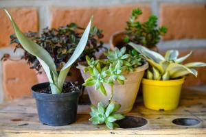 Chalé Sossego e Casa Flora